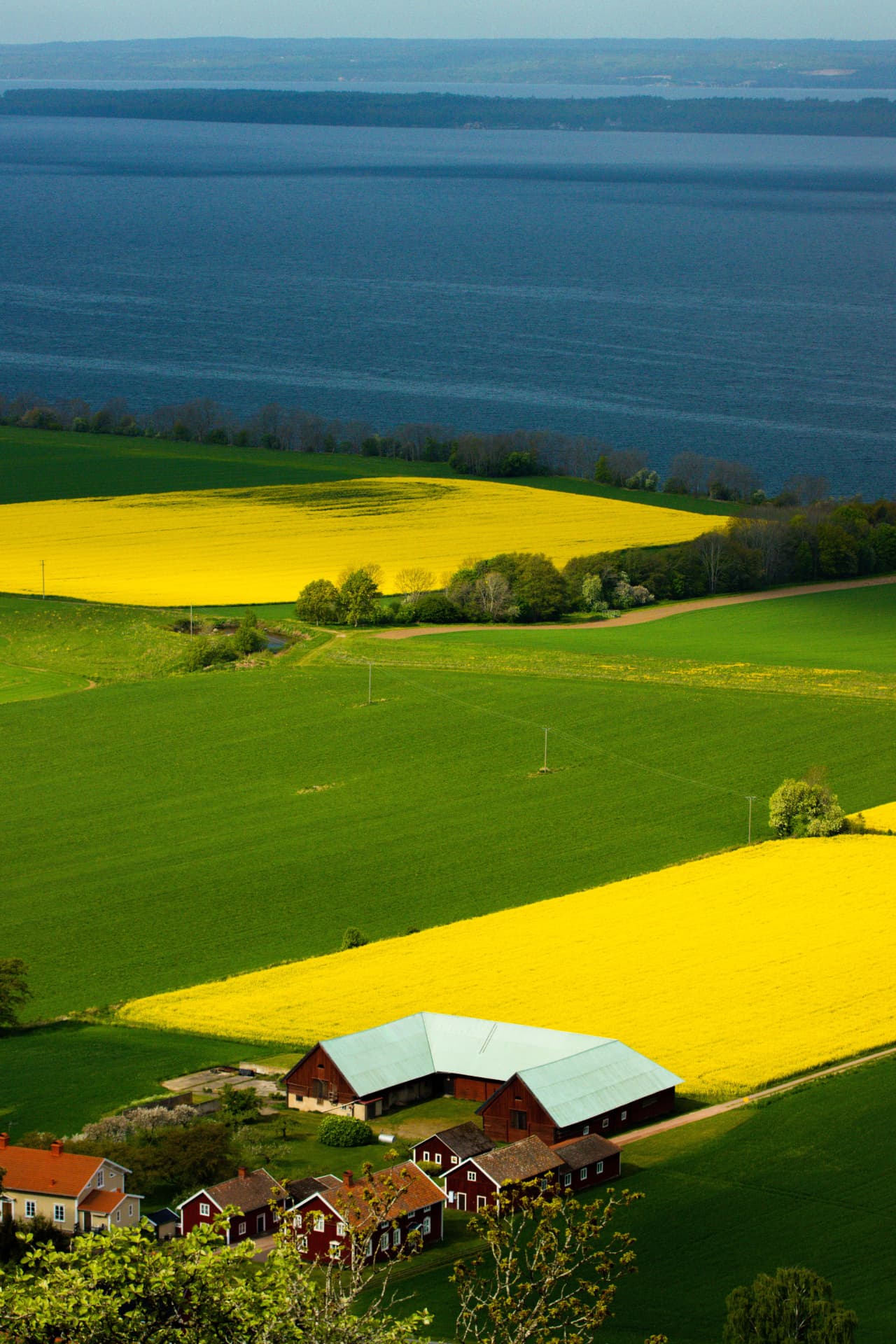Rapsfält och sjö i svenskt landskap