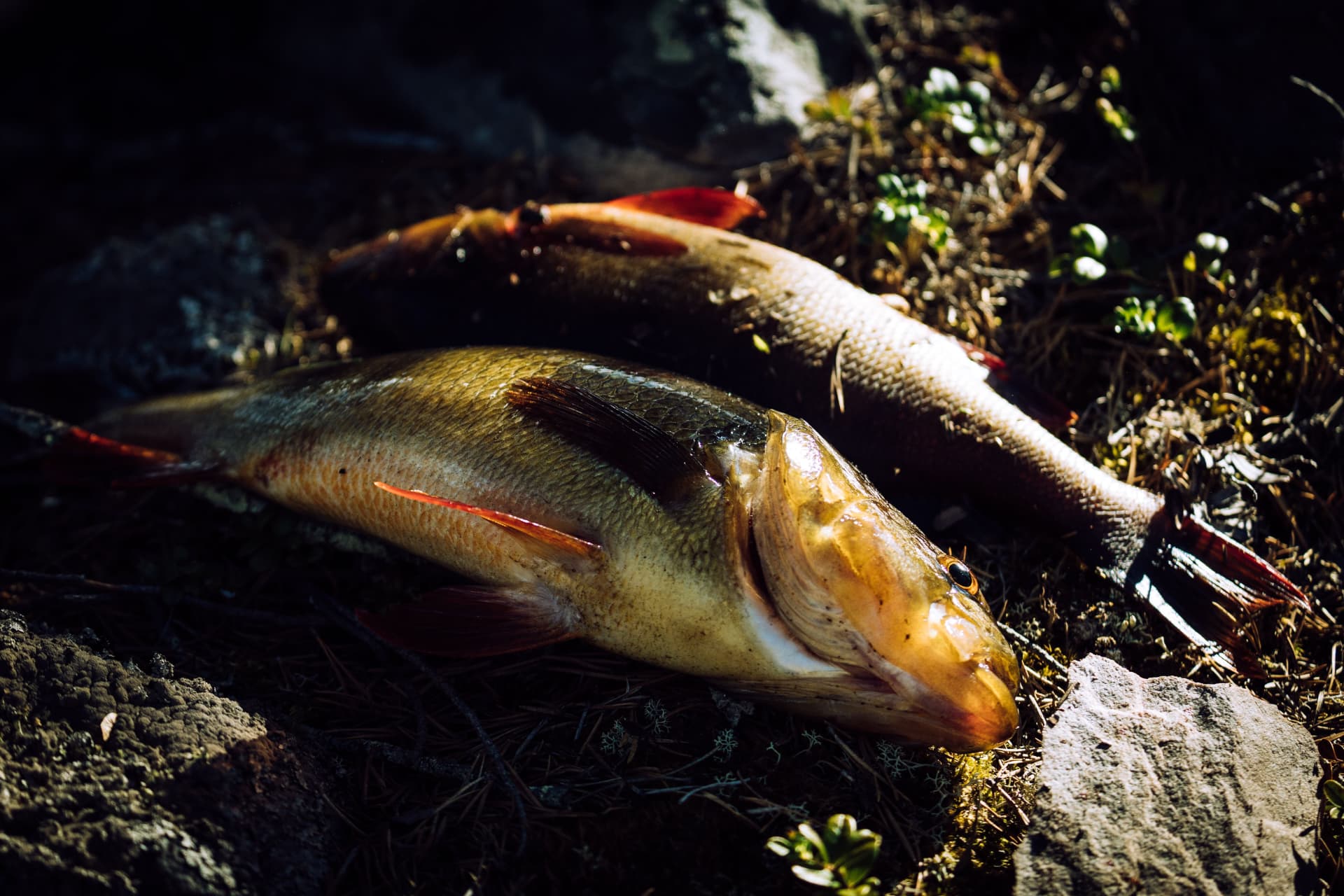 Nyfångad insjöfisk på mossa i solljus